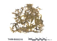 藏品(截葉擬平苔)的圖片